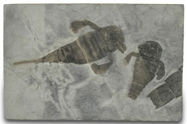 Eurypterus (Sea Scorpion) Fossil With Partials - New York #310230